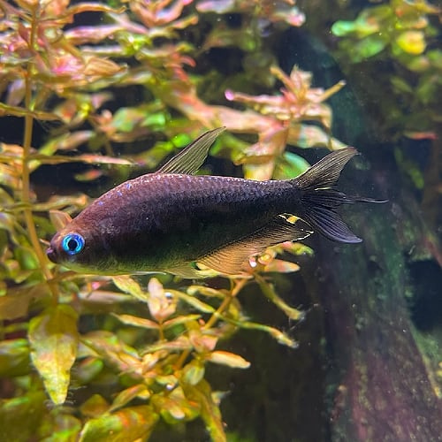 Black Emperor Tetra - 2.5cm