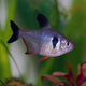 Black Phantom Tetra