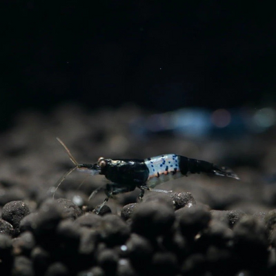 Black Rili Shrimp - 2cm