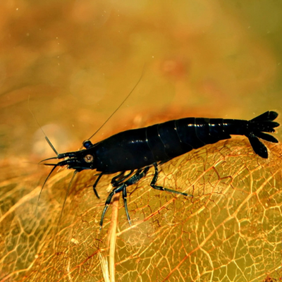 Black Rose Shrimp