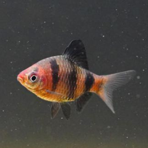 Black Ruby Barb - 3cm