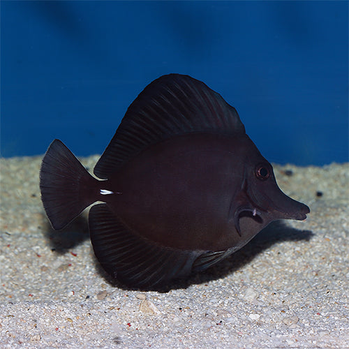 Black Tang
