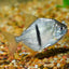 Silver Dollar - Black Barred