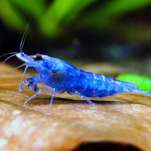 Blue Diamond Shrimp - 2cm