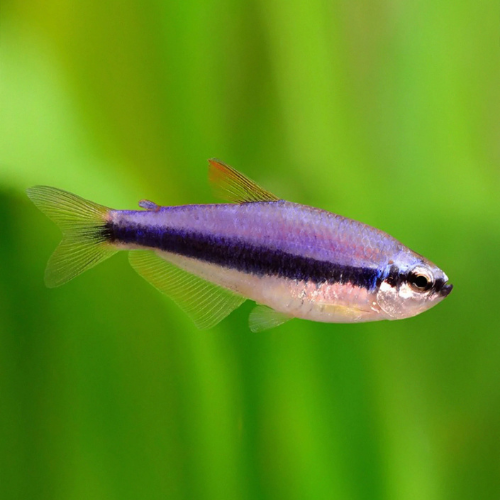 Blue Emperor Tetra - 2.3cm