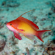 Anthias