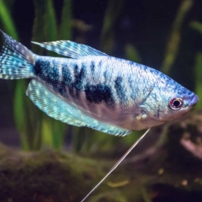 Blue Gourami - L