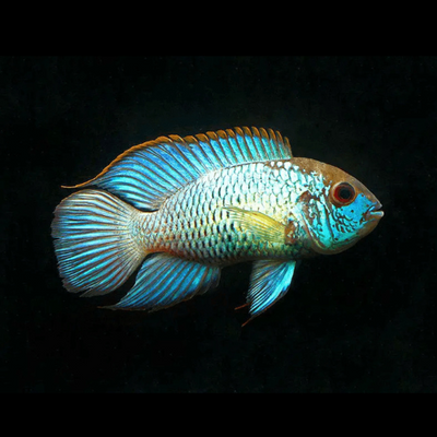 Blue Neon Acara - 4cm