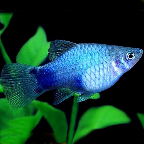 Blue Neon Platy - 3cm