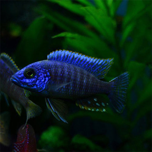 Blue Peacock Cichlid - 4"