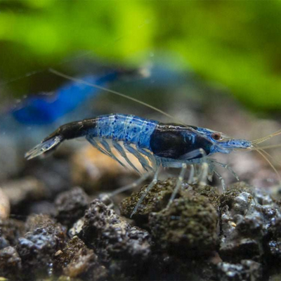 Blue Rili Shrimp - 2cm