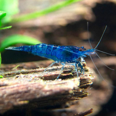 Blue Shrimp