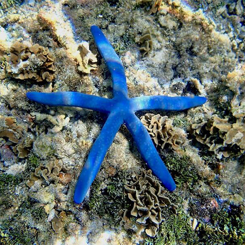 Blue Star Fish - XL