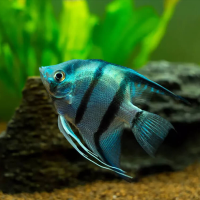 Blue Tiger Angelfish - L