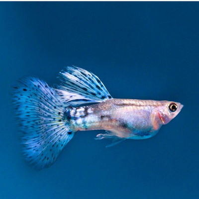 Guppy Blue Grass - L