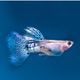 Guppy Blue Grass - L