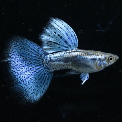 Guppy Blue Grass - L