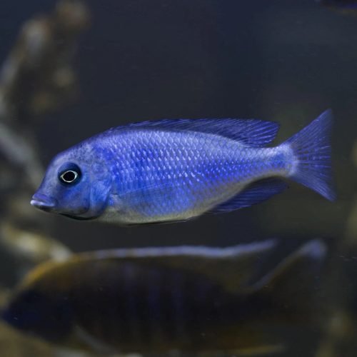 Blue Dolphin Cichlid - 4"