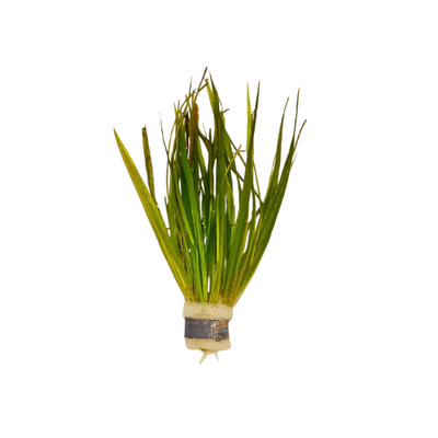 Blyxa Aubertii