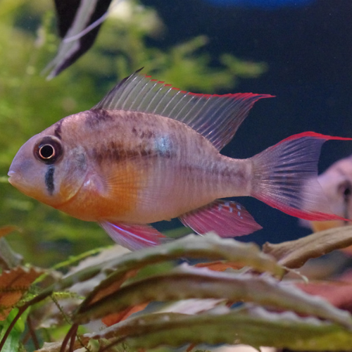 Bolivian Ram Cichlid - 3.5cm