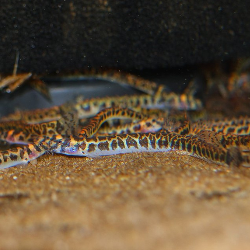 Borneo Shelford Kuhli Loach - 4cm