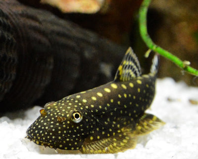 Borneo Sucker - 3cm