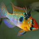 German Blue Ram - L