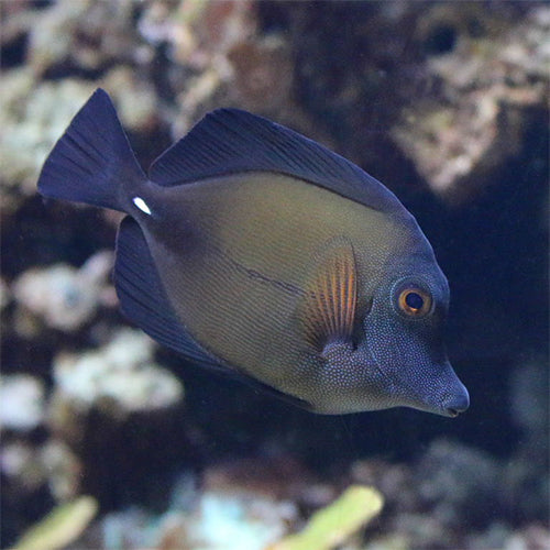 Brown Tang