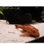 Pleco Brown - 5cm