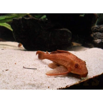 Pleco Brown - 5cm