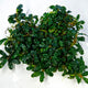 Bucephalandra Angel Tears