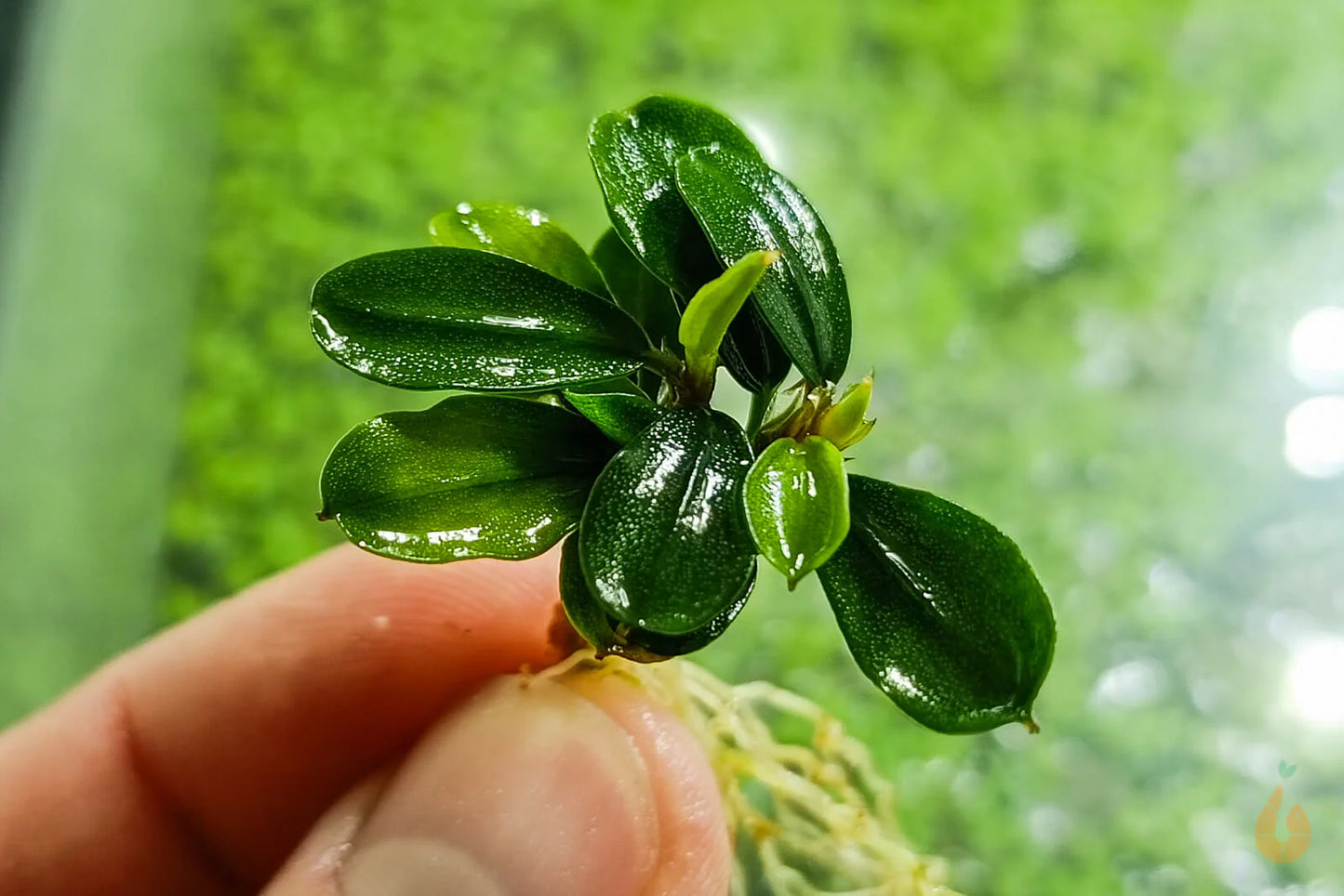Bucephalandra Apple Leaf
