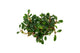 Bucephalandra Hades