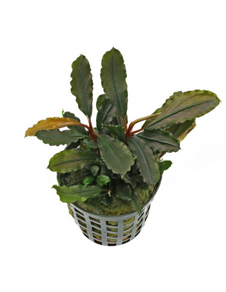 Bucephalandra Lamandau Round