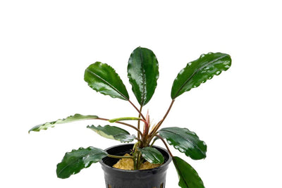 Bucephalandra Pearl Grey