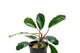 Bucephalandra Pearl Grey