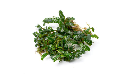 Bucephalandra Silver Aurora