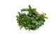 Bucephalandra Silver Aurora