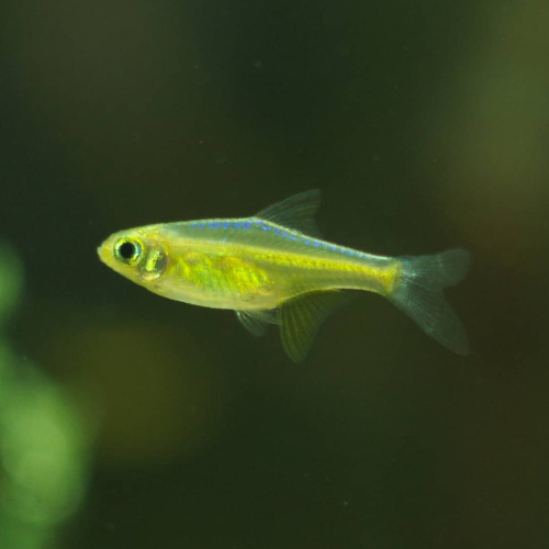 Burmese Green Rasbora