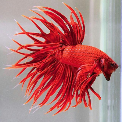 Betta CT Red (HG)