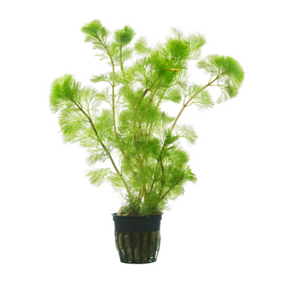 Cabomba Aquatica