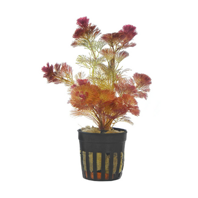Cabomba Furcata