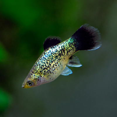 Calico Platy - 4cm