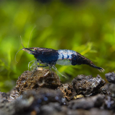Carbon Rili Shrimp - 2cm