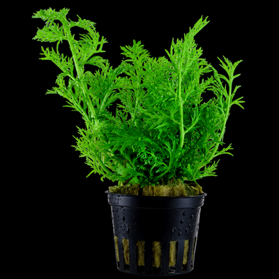 Carotopteris Thalictroides