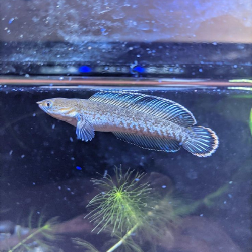 Channa Andrao - 7.5cm