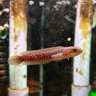 Channa Asiatica (Kalimaya) - 7.5cm