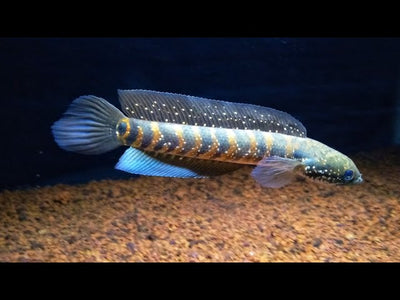 Channa Asiatica RSWS