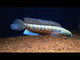 Channa Asiatica RSWS