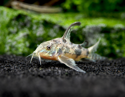 Corydoras Pepered Longfin 2.5cm
